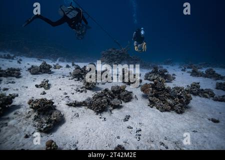 Les plongeurs explorent les récifs coralliens vibrants sous la surface des eaux turquoise de la mer Banque D'Images