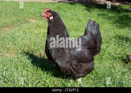 poulet noir sur l'herbe se tient et regarde Banque D'Images