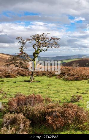 Aubépine sur Exmoor avec des couleurs d'automne et des vues lointaines Banque D'Images