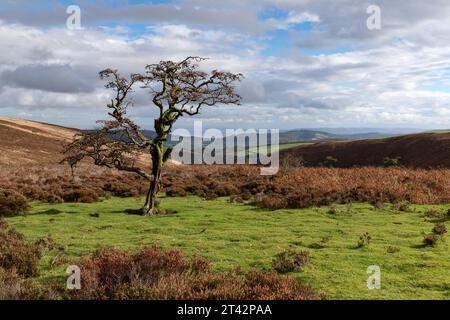 Aubépine sur Exmoor avec des couleurs d'automne et des vues lointaines Banque D'Images