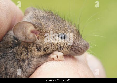 Gros plan naturel sur un mignon jeune juvénile moelleux souris de maison commune européenne Mus musculus dans une main Banque D'Images