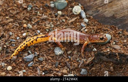 Gros plan naturel sur un mâle de la salamandre nord-californienne Ensatina escholtzii picta Banque D'Images