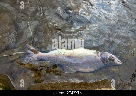 Le saumon est mort après la fonction de reproduction. Les carcasses de poissons pourrissent sous l'eau et enrichissent la rivière reproductrice avec de la matière organique. Mer d'Okhotsk b Banque D'Images
