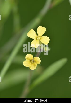 Fusée orientale - Sisymbrium orientale Banque D'Images