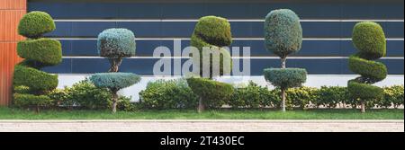 Élégant taillé en spirale, buissons, arbustes, arbres conifères à feuilles persistantes. Architecture moderne, jardin topiaire. Conception de paysage de plantes vertes urbaines. Géométrique Banque D'Images