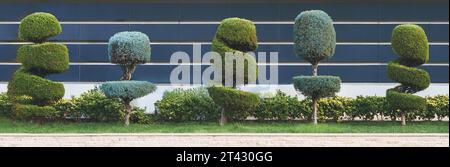 Élégant taillé en spirale, buissons, arbustes, arbres conifères à feuilles persistantes. Architecture moderne, jardin topiaire. Conception de paysage de plantes vertes urbaines. Géométrique Banque D'Images