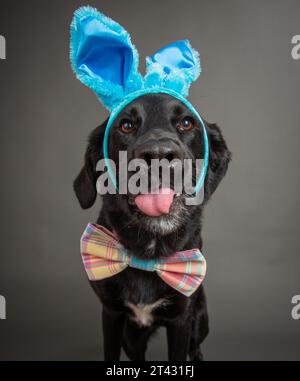 Portrait d'un labrador retriever noir dans un bandeau et noeud papillon sortant de sa langue Banque D'Images