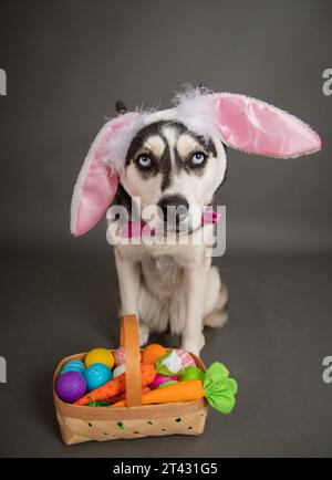 Triste chien husky sibérien portant des oreilles de lapin de Pâques assis à côté d'un panier rempli d'œufs de Pâques peints et de carottes Banque D'Images