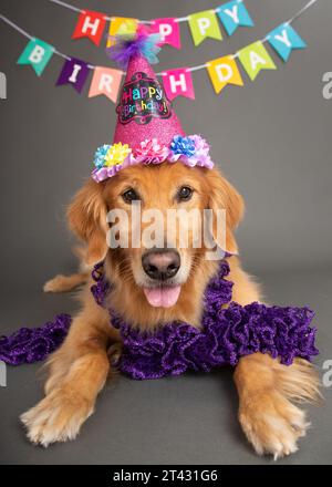 Portrait d'un Golden retriever portant un chapeau d'anniversaire et une écharpe Banque D'Images