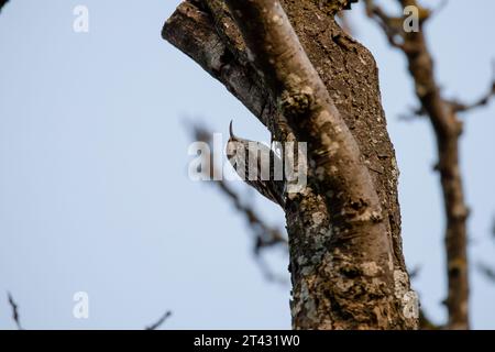 Magnifique araignée eurasienne adulte camouflée sur le tronc d'un arbre à Madrid au coucher du soleil Banque D'Images