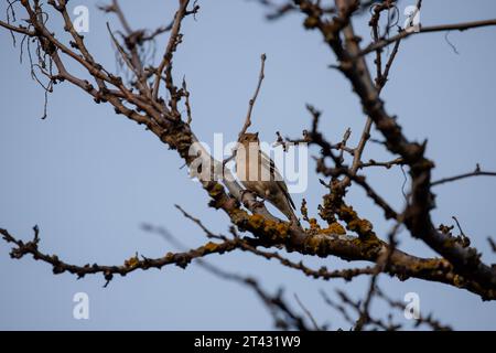 Beau chaffinch femelle commun perché sur une branche d'arbre à Madrid Banque D'Images