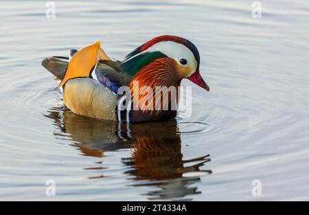Canard mandarin Banque D'Images