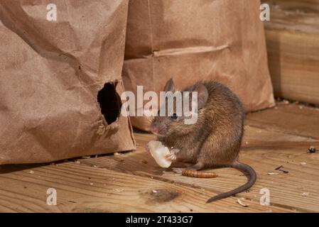 Souris domestique (Mus musculus), Greater Manchester, UK. Manger de la nourriture pour oiseaux du trou mâché dans le sac. Banque D'Images