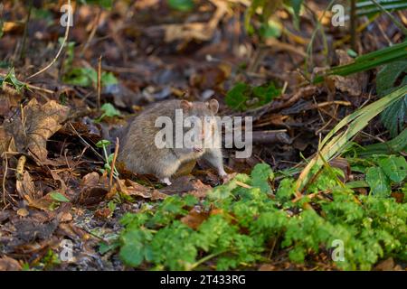 Rat brun (Rattus norvegicus) mangeant des graines pour les oiseaux. Reddish Vale Country Park, Greater Manchester. Janvier 2023 Banque D'Images