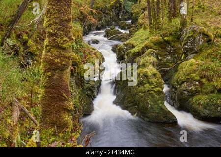 Cascade et forêt de chênes. Bois de Cree, Dumfries et Galloway. Écosse. Mars 2023 Banque D'Images
