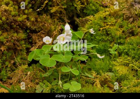 L'oseille de bois (Oxalis acetosella) dans une forêt de chênes. Carstamon Wood, Dumfries et Galloway, Écosse. Mai 2023 Banque D'Images