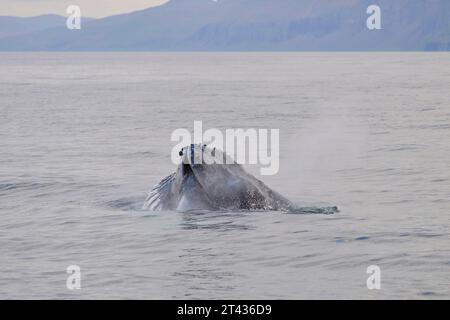 Rorqual à bosse (Megaptera novaeangliae), baie de Skjálfandi, Húsavík, Islande. Juin 2023 Banque D'Images