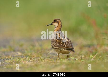 Phalarope à cou roux mâle (Phalaropus lobatus), lac Mývatn, Islande. Juin 2023 Banque D'Images