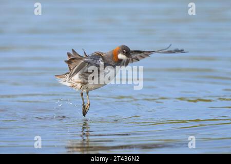 Phalarope femelle à cou roux (Phalaropus lobatus), île Grimsey, Islande. Juin 2023 Banque D'Images