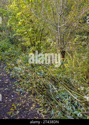 Coppiced Woodlands, Harcourt Arboretum, Université d'Oxford, Oxfordshire, Angleterre, ROYAUME-UNI, GB. Banque D'Images