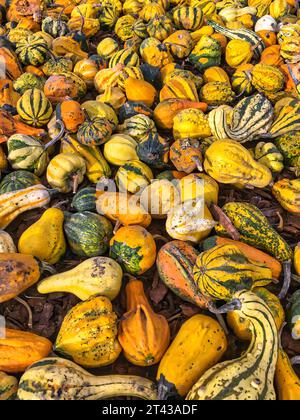 Fond vertical avec une multitude de citrouilles de différentes formes et couleurs Banque D'Images