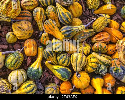 Fond horizontal avec une multitude de citrouilles de différentes formes et couleurs Banque D'Images