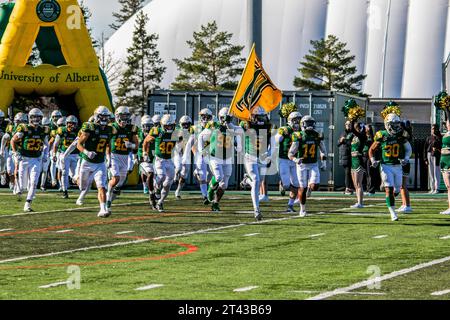 Edmonton, Canada. 30 août 2023. Les Golden Bears de l’Université de l’Alberta entrent sur le terrain avant leur match contre les Huskies de l’Université de la Saskatchewan. Les deux équipes sont entrées dans le match à égalité pour la première fois au classement Canada West avec 4 victoires et 1 défaites au Foote Field, Edmonton AB, Canada. Score final Alberta 23:20 Saskatchewan (photo de Ron Palmer/SOPA Images/Sipa USA) crédit : SIPA USA/Alamy Live News Banque D'Images