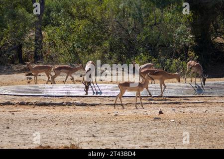 Un troupeau de springbok à un point d'eau Banque D'Images