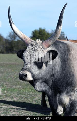 Troupeau de bovins gris hongrois pâturant dans les pâturages ruraux Banque D'Images