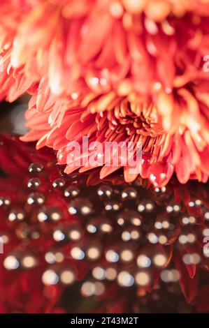 Gros plan d'une fleur de dahlia rouge et de gouttes d'eau créant un bokeh doux sur son reflet. Banque D'Images