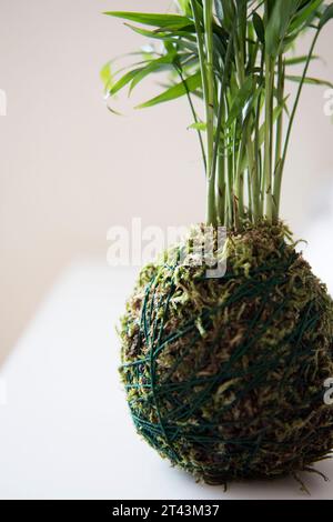 Beauté naturelle capturée dans la simplicité de la sphère couverte de mousse d'un Kokedama, un témoignage de l'élégance organique. Banque D'Images