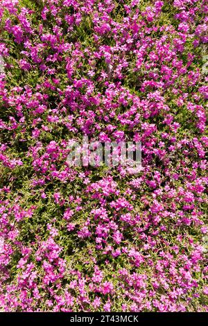 Une photo au-dessus du ciel d'une grande parcelle de Phlox subulata McDaniel's Cushion fleurit dans la lumière du soleil de jour un jour chaud de printemps. Banque D'Images