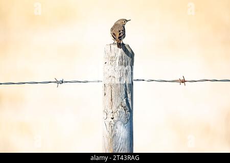 Un pipit américain debout sur un poteau en bois de clôture en fil de fer barbelé pendant la migration automnale au large des prairies nord-américaines dans le comté de Rocky View Alberta Canad Banque D'Images