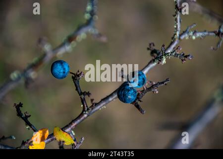 Baies colorées dans la forêt Banque D'Images