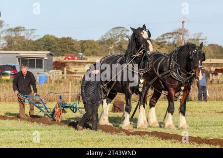 28 octobre 23, Prestwick, Royaume-Uni. Le 59e championnat écossais de labourage, organisé sur plus de 200 hectares de Montonhill Farm, près de Prestwick, Ayrshire, Écosse, Royaume-Uni, a attiré plus de 100 participants internationaux, dans des classes telles que Shire et Clydesdale chevaux, tracteurs et charrues classiques et vintage européens, ainsi que des tracteurs modernes avec charrues. Les gagnants obtiendront des points de qualification et pourront ensuite participer aux championnats du monde de labour. Crédit : Findlay/Alamy Live News Banque D'Images