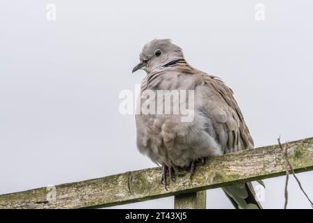 Colombe à col, Streptopelia decaocto, perché sur un treillis de jardin Banque D'Images