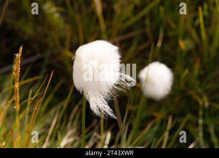 Gros plan de l'Eriophorum (cottongrass commun, coton-grass ou cottonsedge ) qui pousse dans la toundra arctique, au Groenland Banque D'Images