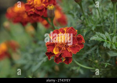 Gros plan sur une fleur de souci rouge foncé. Espace de copie. Banque D'Images