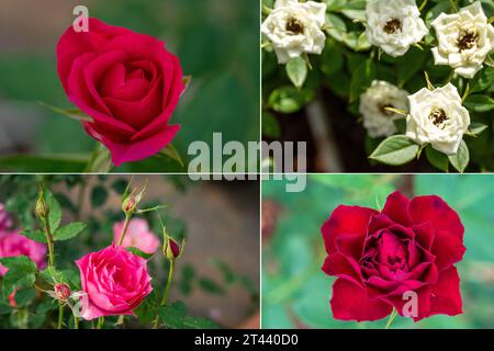 (231028) -- KUNMING, 28 octobre 2023 (Xinhua) -- cette photo combinée montre de nouvelles espèces de roses dans un jardin de démonstration de plantation de roses d'un parc agricole moderne à Anning City, dans la province du Yunnan, au sud-ouest de la Chine. En août 2022, plus de 8 000 graines de fleurs sont arrivées au Yunnan Jinke Flower Engineering Research Center Co., Ltd. Après leur voyage de vol spatial à bord du vaisseau spatial habité Shenzhou. La sélection spatiale consiste à exposer des graines ou des souches au rayonnement cosmique et à la microgravité dans l'espace pour muter leurs gènes, afin de créer de nouvelles espèces ou variétés avec de meilleures performances comme une croissance plus courte Banque D'Images