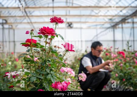 (231028) -- KUNMING, 28 octobre 2023 (Xinhua) -- cette photo prise le 20 octobre 2023 montre des roses en fleurs dans un jardin de démonstration de plantation de roses d'un parc agricole moderne dans la ville d'Anning, dans la province du Yunnan, dans le sud-ouest de la Chine. En août 2022, plus de 8 000 graines de fleurs sont arrivées au Yunnan Jinke Flower Engineering Research Center Co., Ltd. Après leur voyage de vol spatial à bord du vaisseau spatial habité Shenzhou. La sélection spatiale consiste à exposer des graines ou des souches au rayonnement cosmique et à la microgravité dans l'espace pour muter leurs gènes, afin de créer de nouvelles espèces ou variétés avec de plus grandes performances comme Shor Banque D'Images