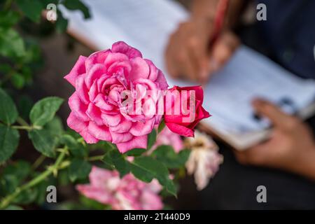 (231028) -- KUNMING, 28 octobre 2023 (Xinhua) -- Tian Liantong prend note de l'état des roses dans un jardin de démonstration de plantation de roses d'un parc agricole moderne à Anning City, dans la province du Yunnan, dans le sud-ouest de la Chine, le 20 octobre 2023. En août 2022, plus de 8 000 graines de fleurs sont arrivées au Yunnan Jinke Flower Engineering Research Center Co., Ltd. Après leur voyage de vol spatial à bord du vaisseau spatial habité Shenzhou. La sélection spatiale consiste à exposer des graines ou des souches au rayonnement cosmique et à la microgravité dans l'espace pour muter leurs gènes, afin de créer de nouvelles espèces ou variétés avec de plus grandes performances Banque D'Images