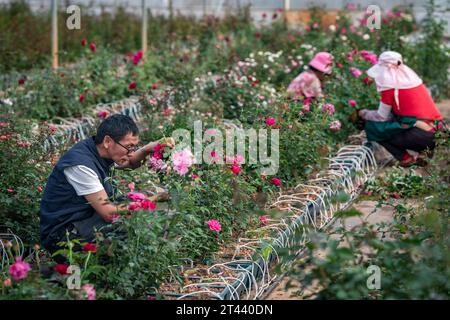 (231028) -- KUNMING, 28 oct. 2023 (Xinhua) -- Tian Liantong (L) tond des pulvérisations de roses dans un jardin de démonstration de plantation de roses d'un parc agricole moderne à Anning City, dans la province du Yunnan, dans le sud-ouest de la Chine, le 20 octobre 2023. En août 2022, plus de 8 000 graines de fleurs sont arrivées au Yunnan Jinke Flower Engineering Research Center Co., Ltd. Après leur voyage de vol spatial à bord du vaisseau spatial habité Shenzhou. La sélection spatiale consiste à exposer des graines ou des souches au rayonnement cosmique et à la microgravité dans l'espace pour muter leurs gènes, afin de créer de nouvelles espèces ou variétés avec de plus grandes performances comme Shorte Banque D'Images