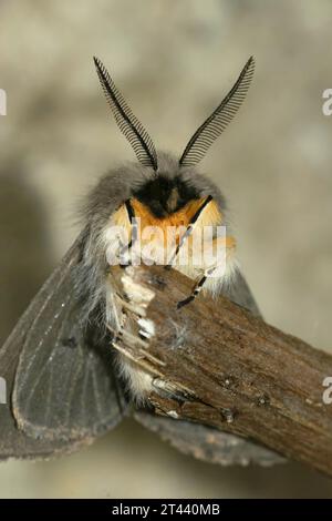 Gros plan vertical frontal naturel sur la Moth mousseline, Diaphora mendica accrochée à une brindille Banque D'Images