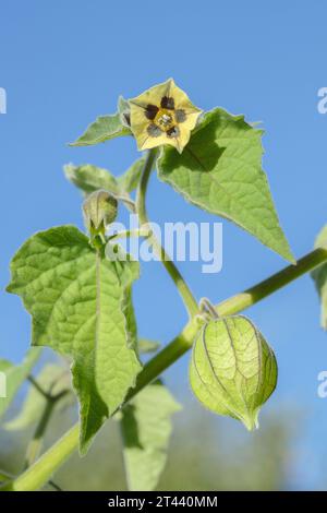 Branche d'une plante de cerisier (Physalis peruviana) avec calice et fleurs. Banque D'Images