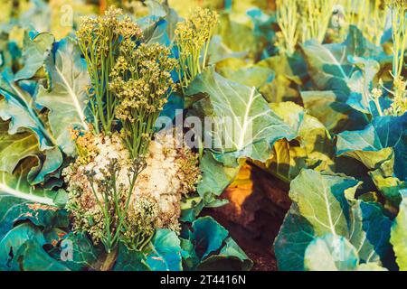 Belle fleur de chou-fleur fleurissant dans le champ. Plante de chou-fleur végétalienne verte avec fleur dans le potager. Chou-fleur frais poussent dans le jardin fa Banque D'Images