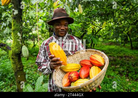 Un fermier africain souriant récoltant des gousses de cacao sur la plantation, production de chocolat en Afrique Banque D'Images