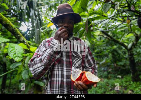 Un agriculteur africain goûte les fèves de cacao d’une gousse qu’il vient d’ouvrir Banque D'Images
