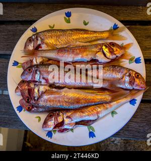 Poisson de Mullet rouge fraîchement pêché sur une assiette blanche avec des fleurs bleues Banque D'Images