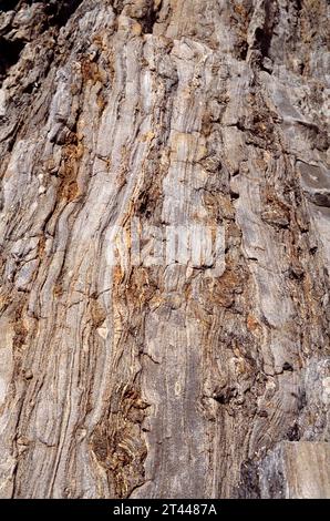 Schiste avec nodules de quartz (boudinage). Le schiste est une roche métamorphique à foliation (texture schisteuse). Cette photo a été prise à Cap Creus, Girona p Banque D'Images