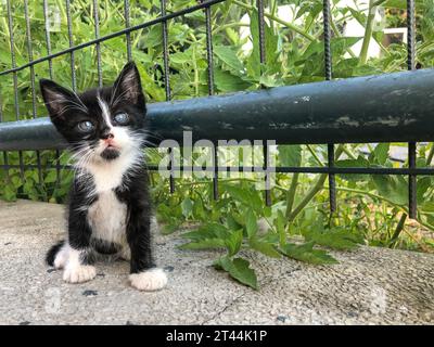 chaton, mignon chaton noir et blanc regardant la caméra dans le jardin. beau portrait d'animal domestique ou de chat au jardin. beau concept d'animal de bébé. str Banque D'Images